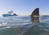 Пока жители Владивостока щекочут нервы просмотром видео с акулами, специалисты начали установку защиты от хищниц