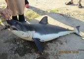 Мертвого акуленка нашли на берегу жители Приморья