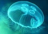 Из-за нашествия медуз в Приморье перенесли соревнования по плаванию