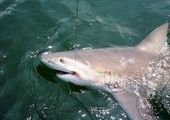 Охотники на акул появились в Приморье