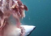 Эксперт: троллинг поможет спасти Приморье от акул