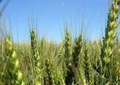 Тысячи гектаров кукурузы, пшеницы, ячменя и овса поражены в Приморье