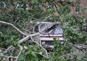 Во Владивостоке дерево упало на припаркованную машину