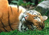 В Приморье сохраняют тигра, а следует сохранять среду его обитания