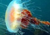 Гигантские медузы наводнили акваторию Владивостока