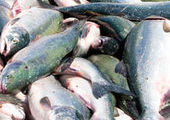Чиновники Россельхознадзора выдумывают несуществующие болезни рыб