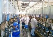 Современный молочный животноводческий комплекс скоро заработает в Приморье