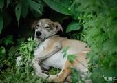 Горожане: во Владивостоке продолжают травить бездомных собак