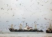 Рыболовецкие суда стоят в очереди в портах Приморья ожидая выгрузки улова