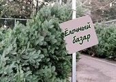 «Елочные базары» начинают свою работу в столице Приморья