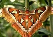 Японские бабочки превратились в мутантов