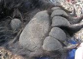 Инспекторы ГАИ в Приморье изъяли у местного жителя медвежьи лапы