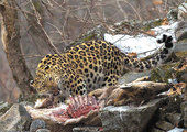 Дальневосточных леопардов расселят по краю