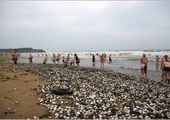 После тайфуна "Болавен" на пляж Шаморы выбросило десятки тонн морепродуктов