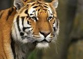 В Красноармейском районе тигр напал на человека
