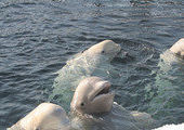 В Приморский дельфинарий привезли молодых белух