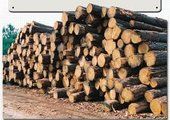 Чиновники в Приморье, подделав подписи местных жителей, устроили незаконную вырубку леса