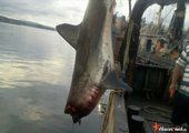 Акулу длиной 4 метра выловили у берегов Приморья