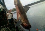 Акулу длиной 4 метра выловили у берегов Приморья