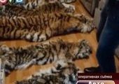 Тигриная семья убита браконьерами в Приморье