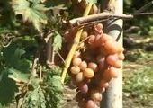 В Арсеньеве садовод-испытатель выращивает виноград, который не уступает по вкусу южному собрату.