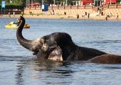 Купание слонов в Спортивной гавани Владивостока собрало сотни горожан