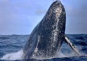 Жители Владивостока увидели уникальные фотографии китов