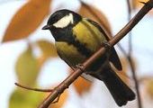 Массовая гибель птиц зарегистрирована в Уссурийске