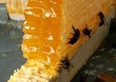 У пчеловодов Приморья одна проблема – сбыт