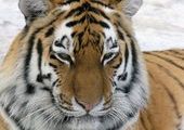 В Приморье погибла тигрица, возвращенная в природу