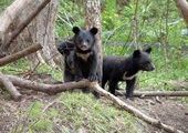 Природоохранная организация возьмет под опеку 10 гималайских медвежат в Приморье