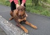 Беременную собаку бросили на туристической базе во Владивостоке