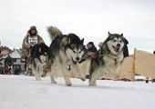 Традиционные гонки на собачьих упряжках прошли в Приморье