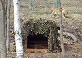 В Приморье собирают деньги на то, чтобы приучить молодую тигрицу охотиться