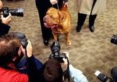 Всероссийская выставка собак «Пес очарование» прошла во Владивостоке