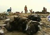 В Приморье впервые за 10 лет возобновляется прибрежная добыча краба